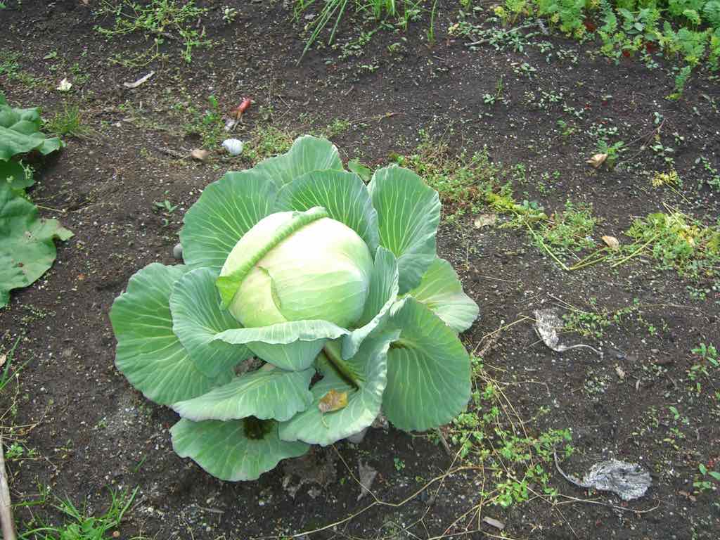 Giant Cabbage