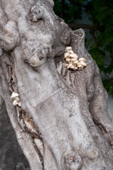 Mushrooms on tree in Plaza near the Roman Theater in Malaga