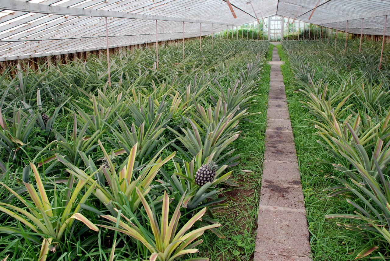 Arruda Pineapple Planation-Greenhouse-plants with pineapples