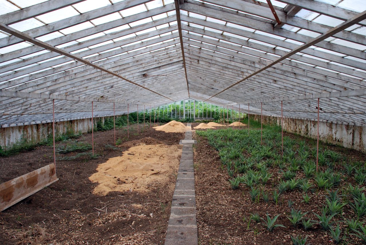 Arruda Pineapple Planation-Greenhouse-before planting