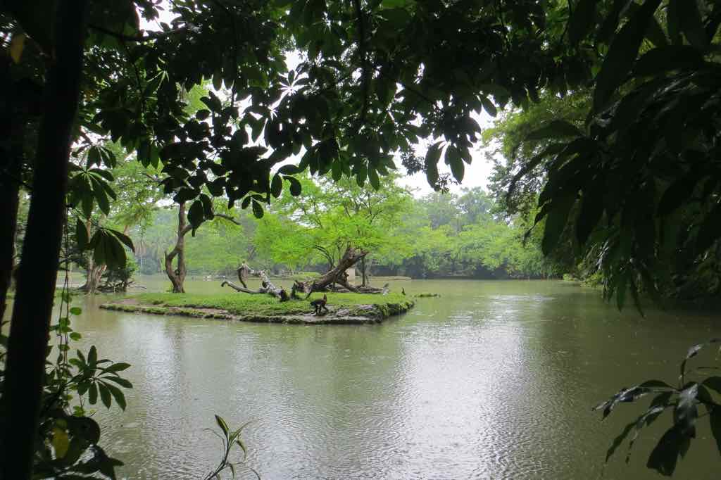 View of pond fromtrees