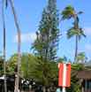 2014-01-25-cruise-hawaii-maui-tall-tree-jw.jpg
