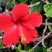 2014-01-26-cruise-hawaii-kauai-red-flower-dg-1.jpg