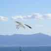 2014-02-03-cruise-hawaii-ensenada-seagull-jw.jpg