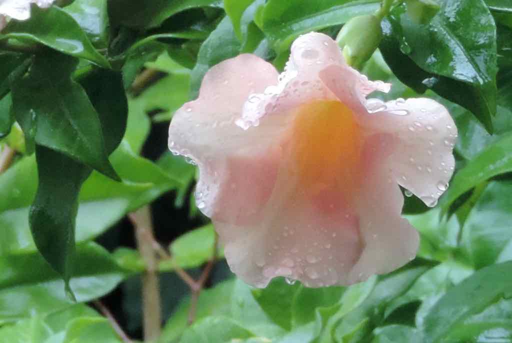 Bora Bora, Light pink flower