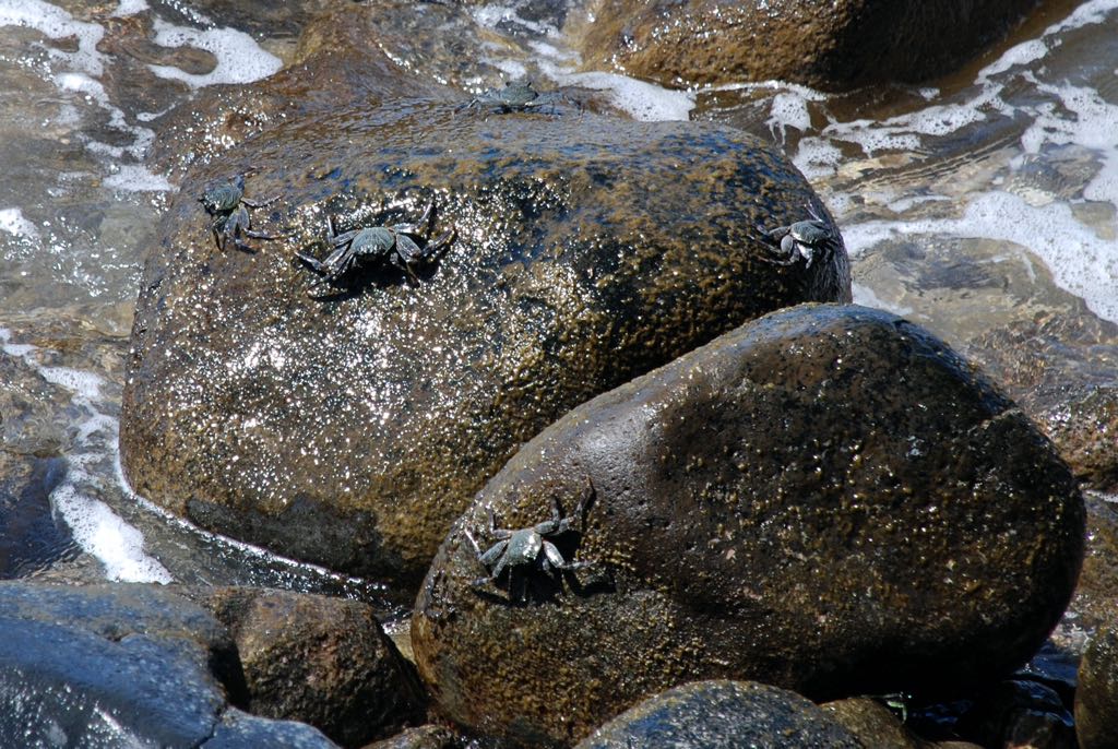 Lahaina Sea Crabs