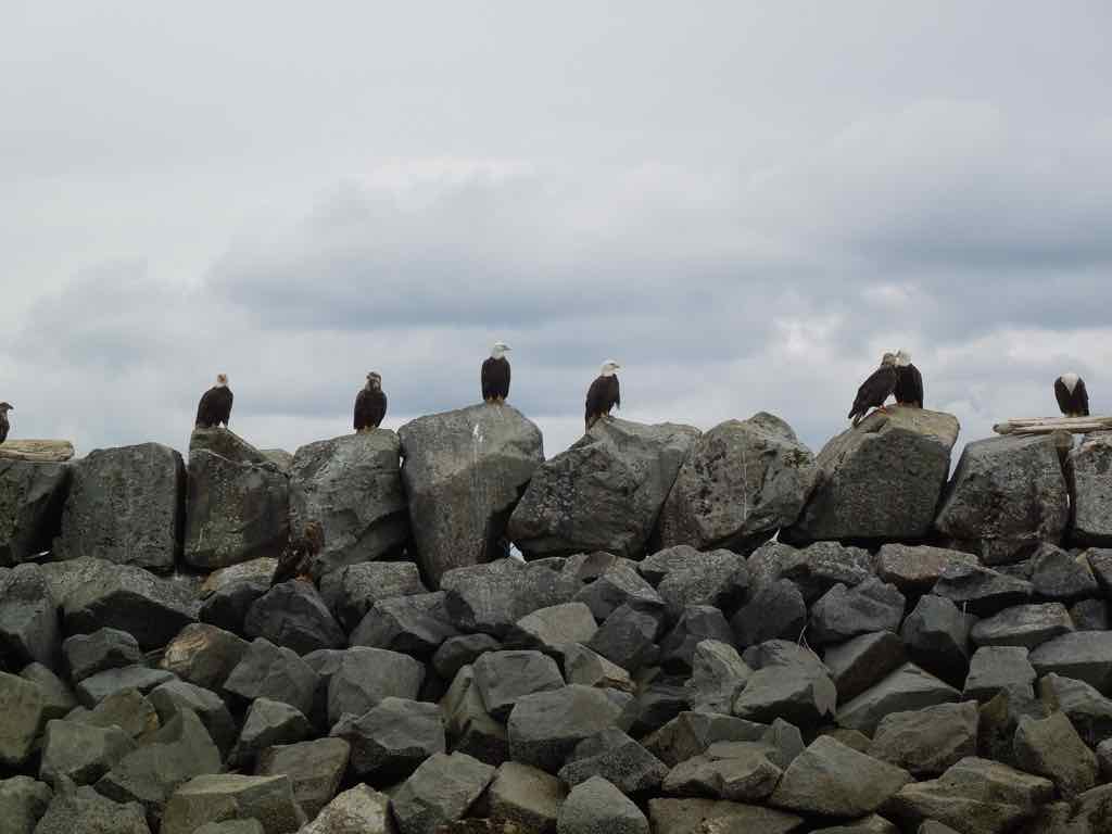 Eagles on rocks