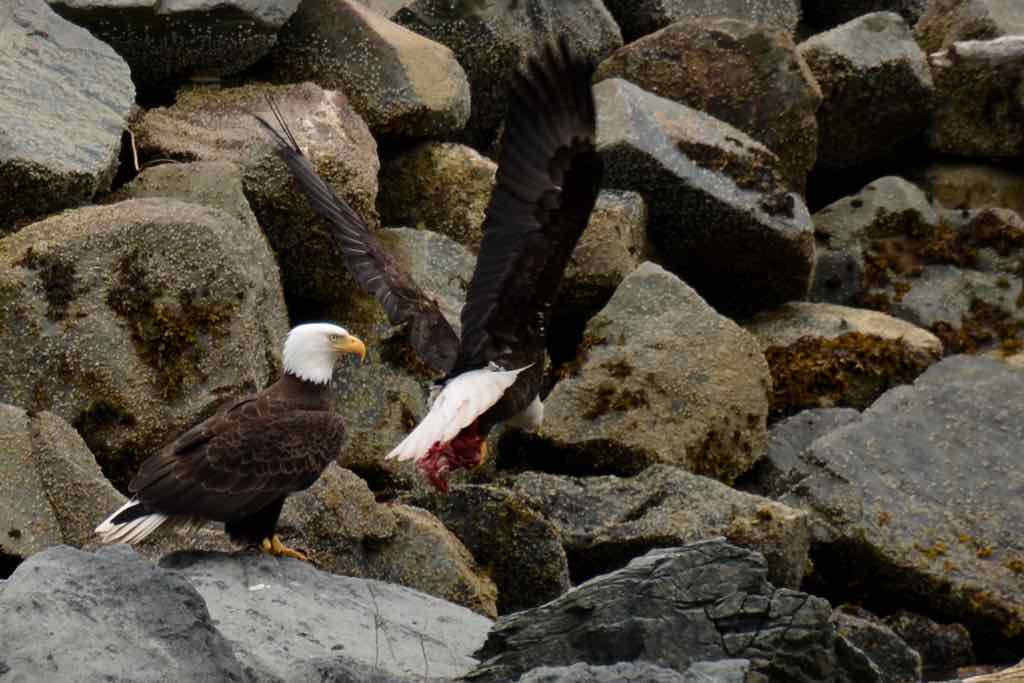 Eagles with fish entrails