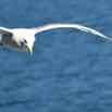 2015-05-30-Seagull flying in for a closer view leaving Victoria.jpg