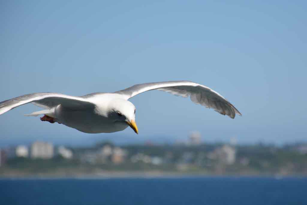 Seagull in Victorie