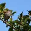 2015-05-30-Stripe-headed sparrow in Victoria.jpg