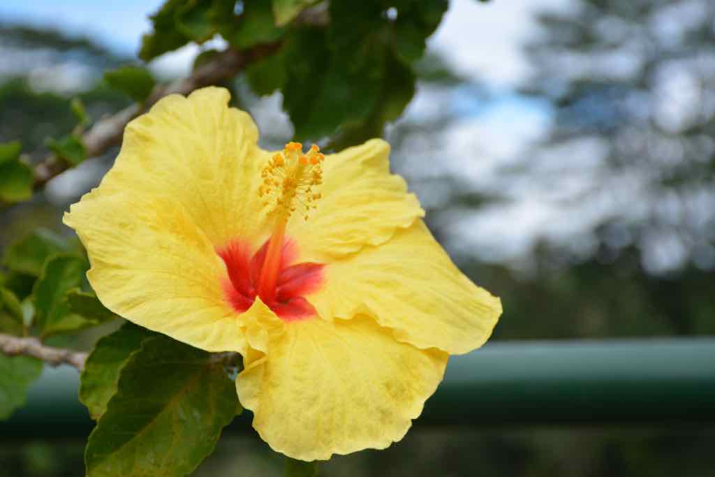 Hibiscus photo by Diane