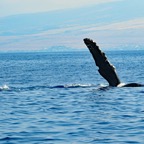 2016-01-27-cruise-hawaii-maui-whale-3.jpg