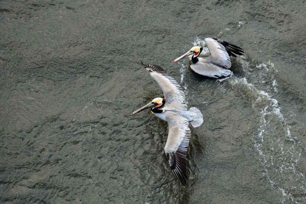 Ensenada, Two pelicans