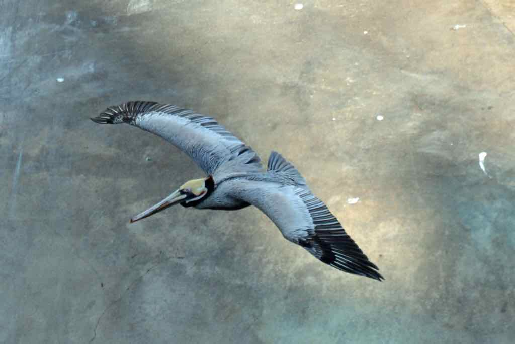 Ensenada, Lone pelican