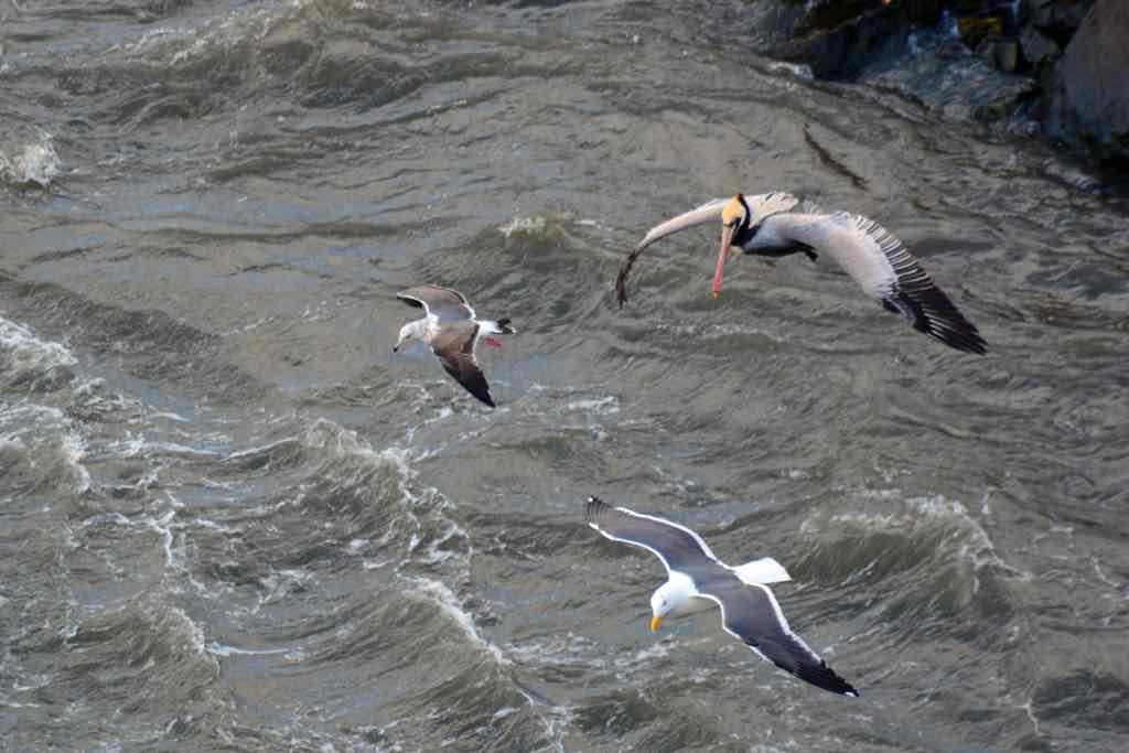 Ensenada, Seagulls and Pelicans