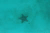 Starfish underwater on Eco Tour in Half Moon Cay