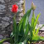 cork-blarney-castle-grounds-flower-red-2-dg.jpg