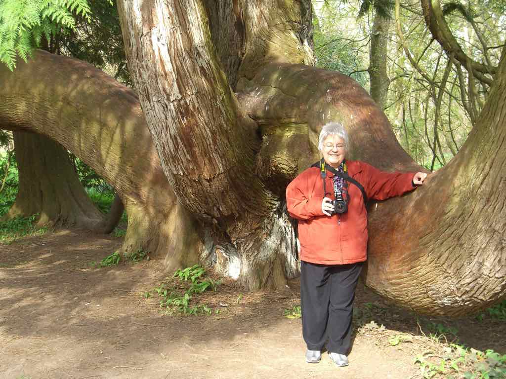 Blarney Castle stong arm tree Diane