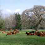 cork-cows-in-field-dg.jpg