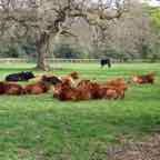 cork-blarney-castle-herd-of-cows-1-modified.jpg
