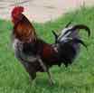 bermuda-rooster-dg.jpg