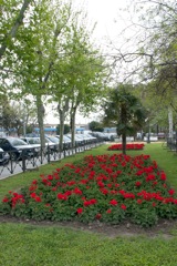 Geraniums in bloom in the Plaza de Espana, Cadiz