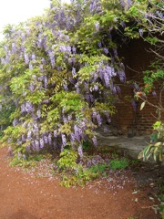 sao-miguel-pineapple-growing-purple-flowers