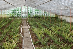 Arruda Pineapple Planation-Greenhouse-older plants