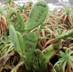 2012-10-28-cruise-italy-funchal-plant-cactus-dg.jpg