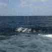 2014-02-01-cruise-hawaii-at-sea-elaine-stateroom-jw-4.jpg