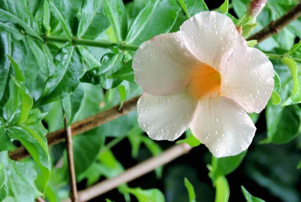 Bora Bora, Light orange flower