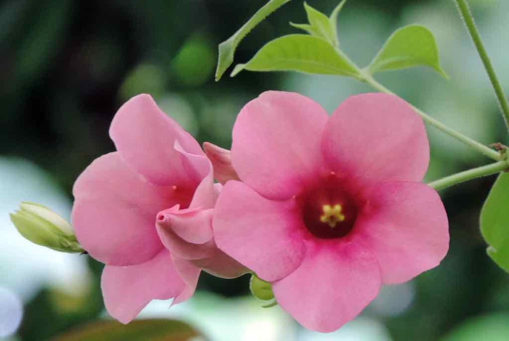 Bora Bora, Pink flower