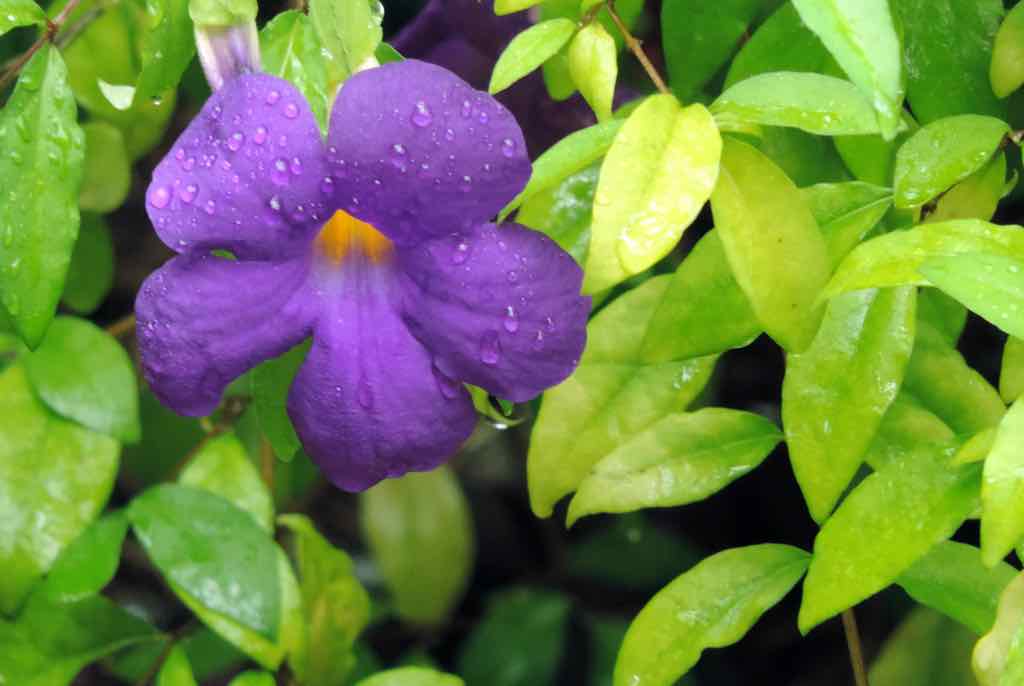 Bora Bora, Purple flower