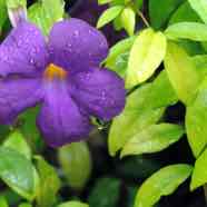 2014-11-05-cruise-sp-bora-bora-flower-closeup-purple.jpg