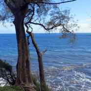 2014-11-08-cruise-sp-papeete-shoreline-tree.jpg