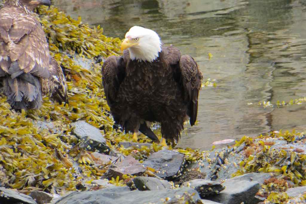 One Bald Eagle posed for us